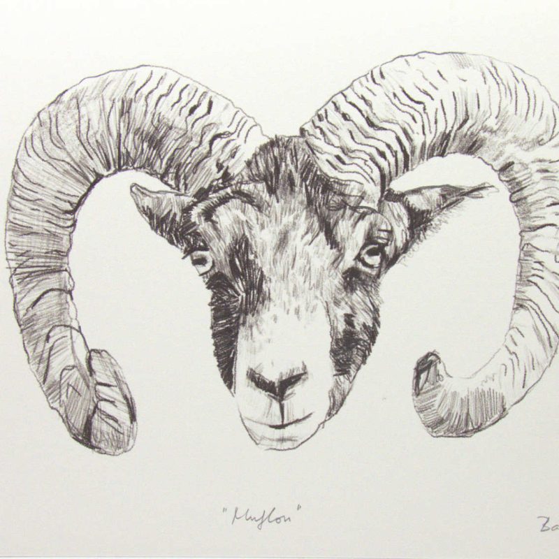 bachler muflon