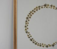 divilja mrkva velika3