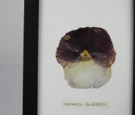 macuhica1