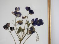 mirisna grahorica1